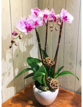 OR513 -  3菖粉紅色蝴蝶蘭, 陶瓷花盆